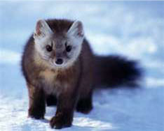 Marten Snares